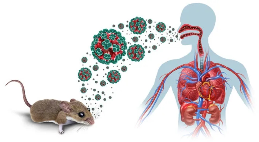 What is Hantavirus?